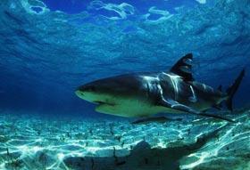 102026_bullshark.jpg