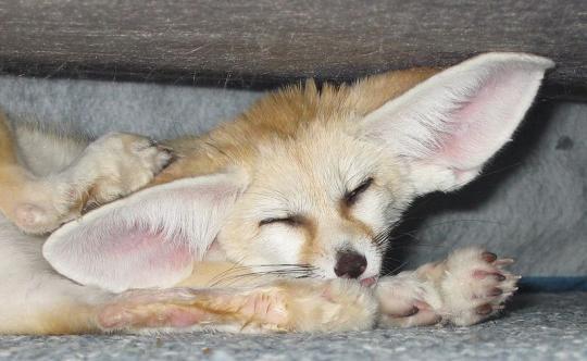 102026_fennecfox.jpg