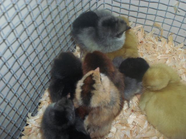 102233_ducklings_and_chikies_013.jpg