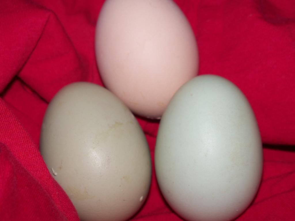 102233_first_eggs_022.jpg