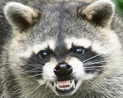 10233_raccoon_snarling.png