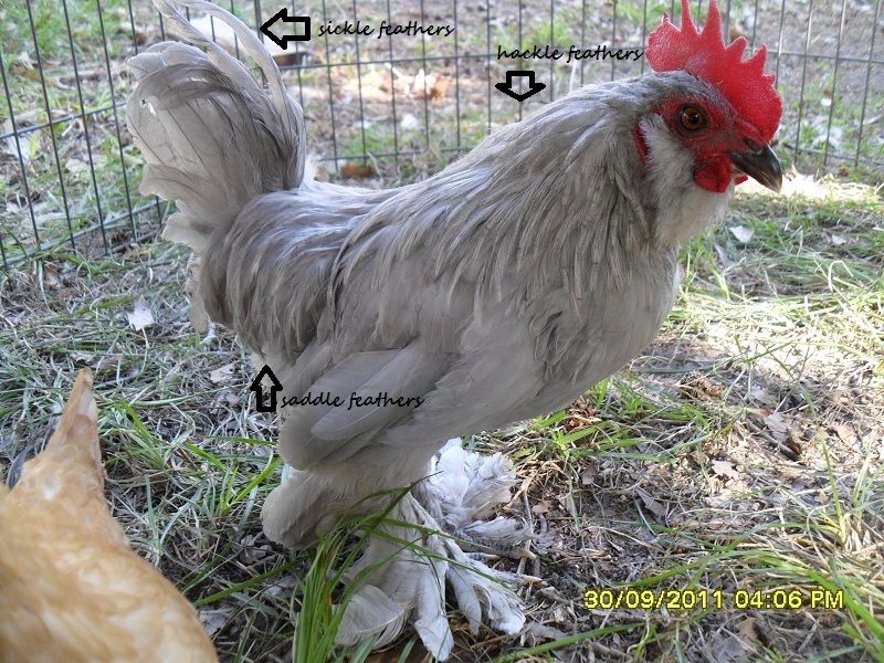 Saddle Feathers?? | BackYard Chickens - Learn How to Raise Chickens