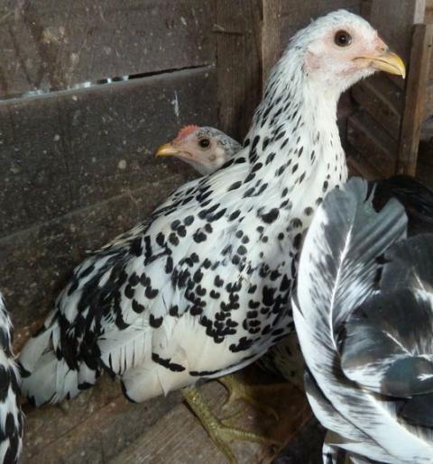 10380_mcgrawpullet.jpg