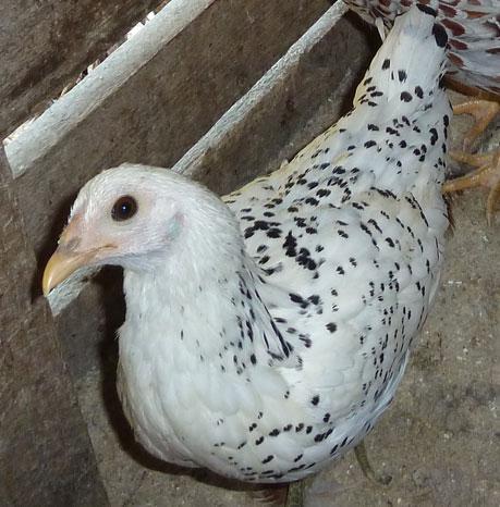 10380_mcgrawpullet2.jpg