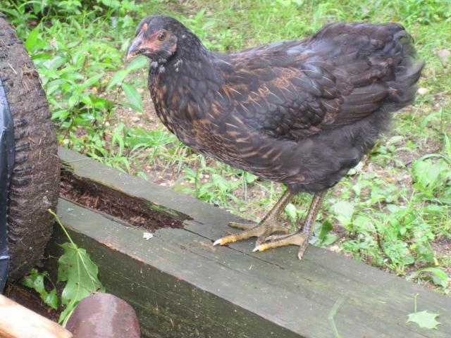 Australorp mix? | BackYard Chickens - Learn How to Raise Chickens