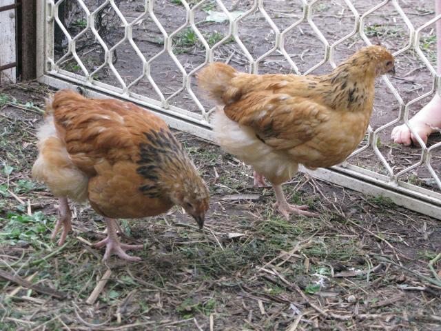 Buff Sussex chicks 7 weeks old....are we girls??? Lots of PICS! | BackYard  Chickens - Learn How to Raise Chickens