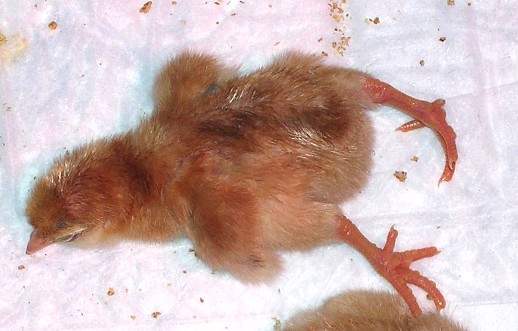 cute baby chickens sleeping