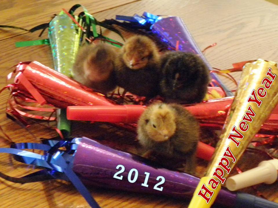 108549_nyd_hatch_happy_new_year.jpg