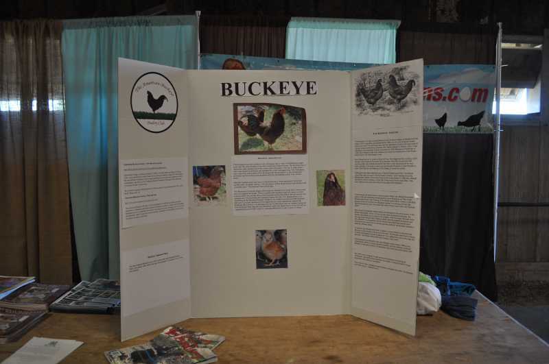 10901_buckeyedisplayboard.jpg