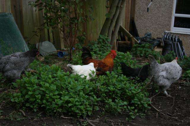 111595_chickens_171.jpg