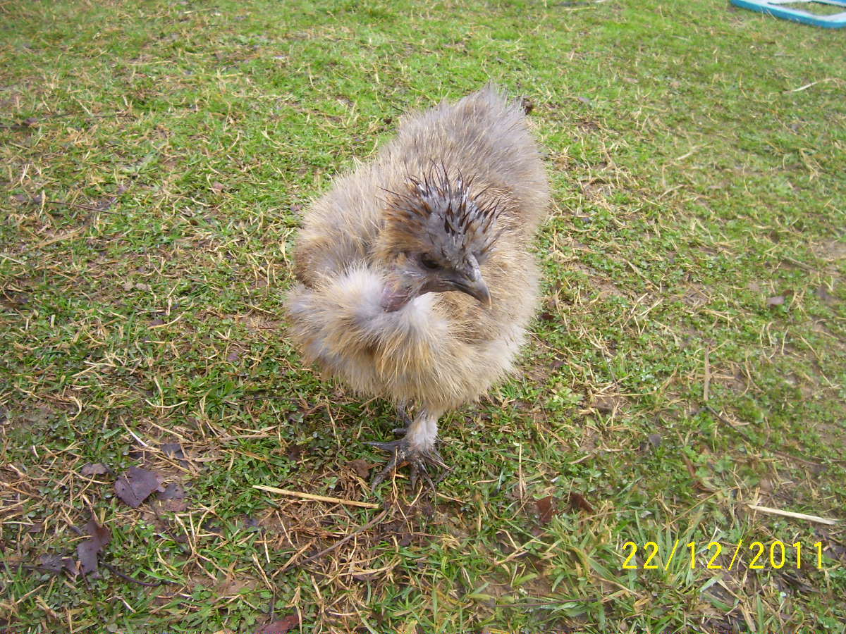 112361_rabbits_chickens_12_22_11_007.jpg