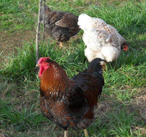 11289_chickens23_014.jpg