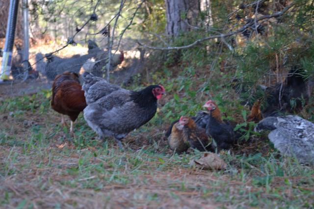 114673_chickens_11-25-11_021.jpg