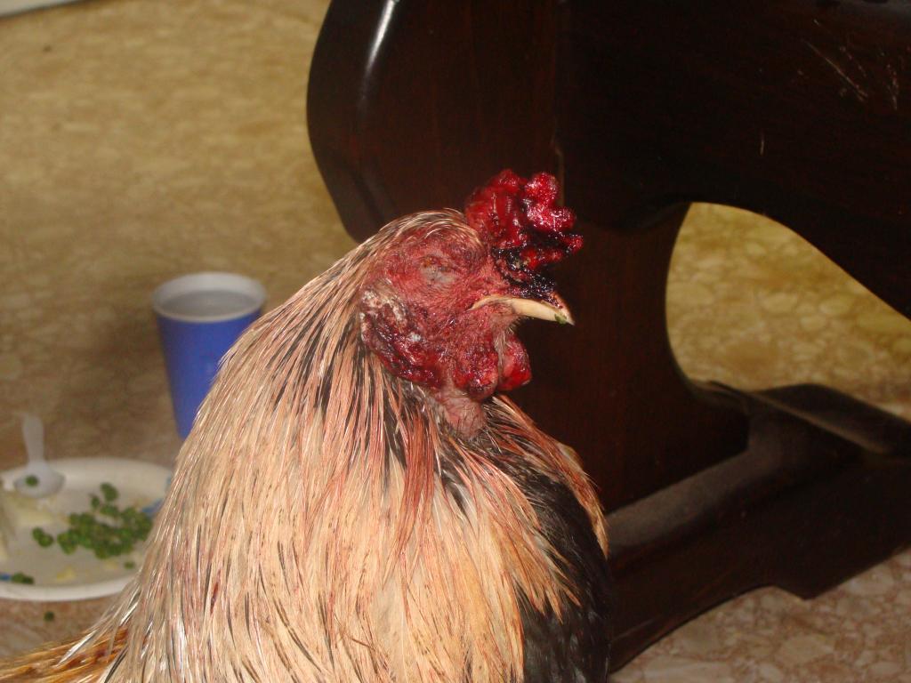 114729_poor_chicken_003.jpg