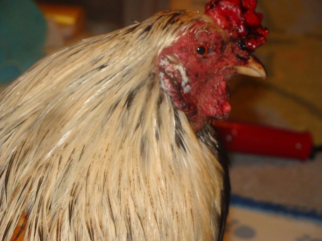 114729_poor_chicken_004.jpg