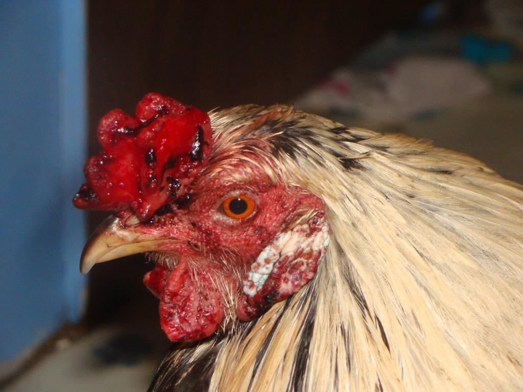 114729_poor_chicken_005.jpg