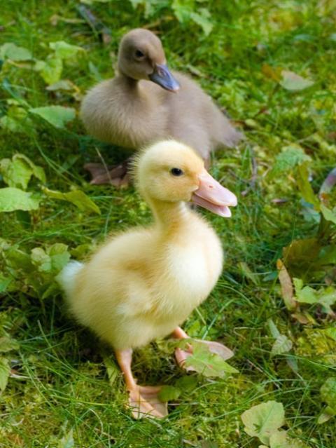 12104_duckling5_100508.jpg