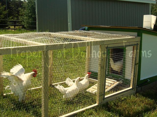 12425_leghorns_breeder_coop_wmkd.jpg