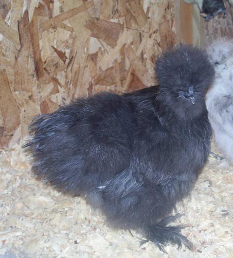 12879_alanbluepullet.jpg