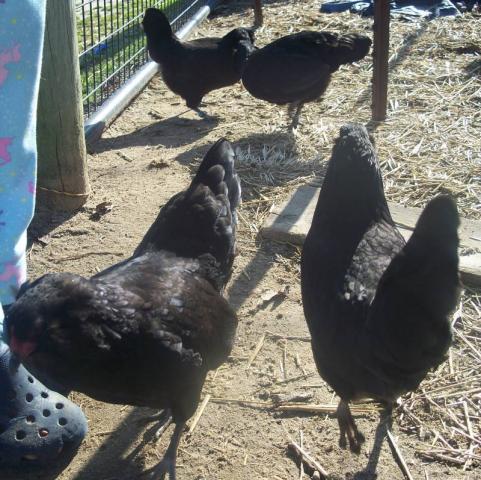 12879_bantamameraucana1.jpg