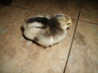 13328_auction_chick_10-2-08.jpg