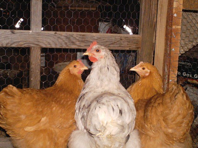 14678_chicken_pics_057.jpg