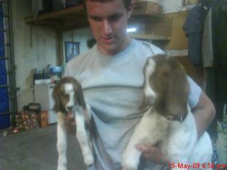 14735_goats_003.jpg