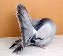 15489_pigeons4.jpg