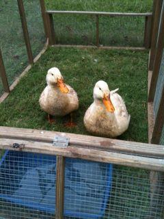 15560_rescued_pekin_ducks_day_1.jpg