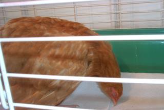 15560_sick_bo_pullet.jpg