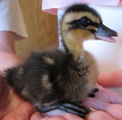 15680_duckling1.jpg