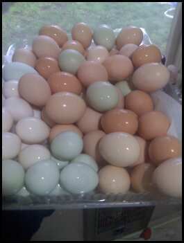 15879_eggs.jpg