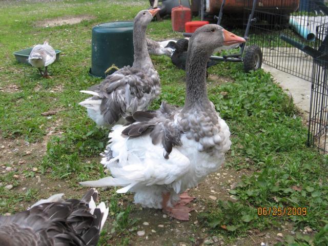 Saddleback & Gray Sebastopol Gosling Photo Update | BackYard Chickens