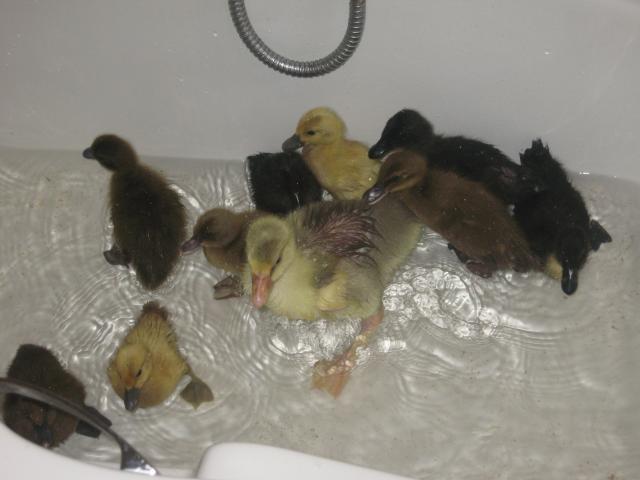 16494_ducks_and_chicks_002.jpg