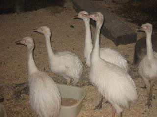 16494_rheas_020.jpg