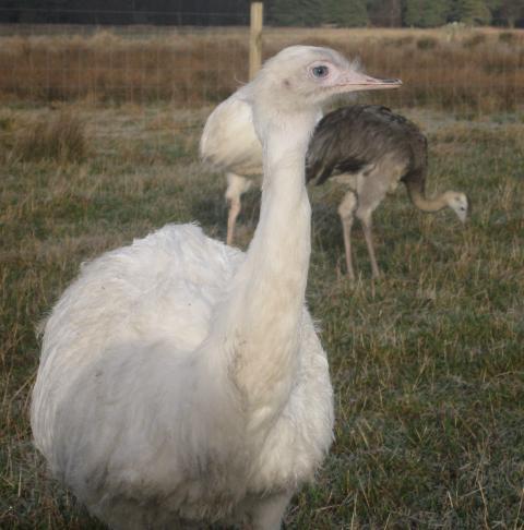 16494_rheas_feb_2011_011.jpg