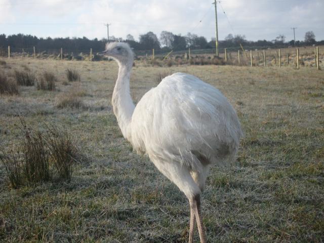 16494_rheas_feb_2011_024.jpg