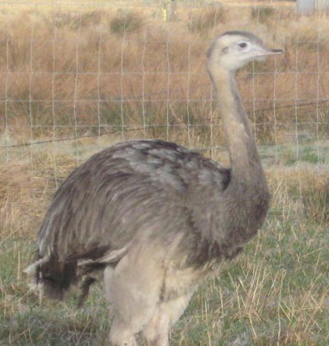 16494_rheas_feb_2011_027.jpg