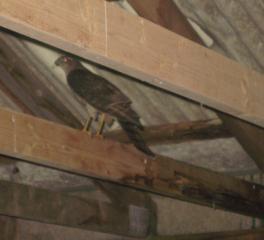 16494_sparrowhawk_002.jpg