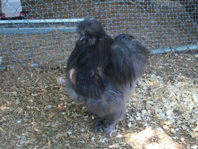 16879_blue_silkie_roo_2.jpg