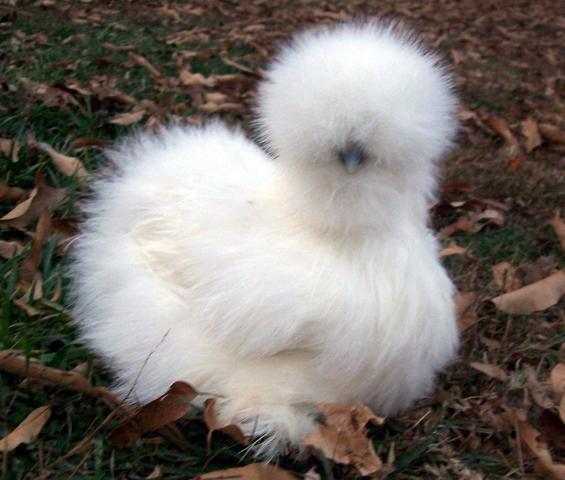 16879_new_white_pullet_from_deb_2.jpg