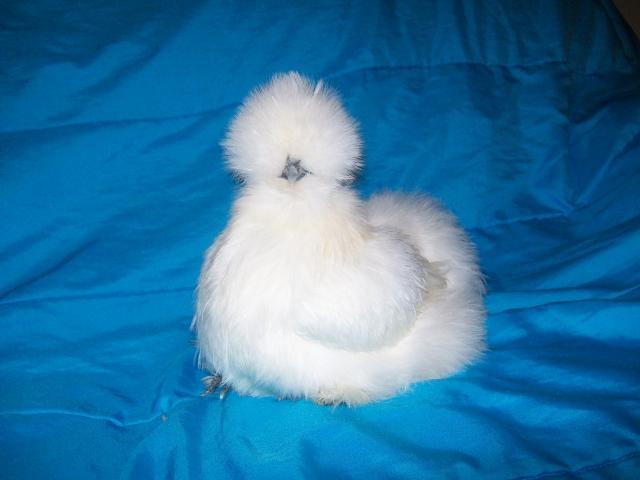 16879_sq_white_silkie_hen_1.jpg