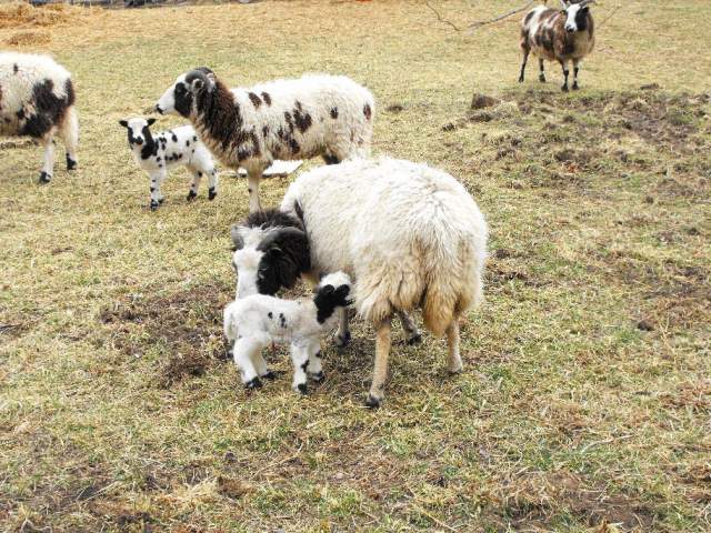 17139_jacob_lamb_ewes.jpg