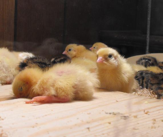 17139_quail_hatch_002.jpg