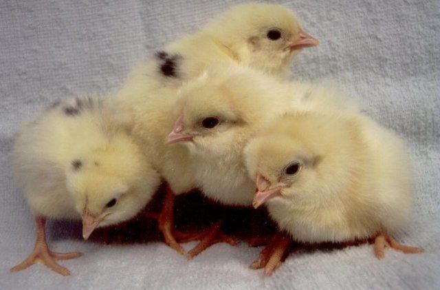 17566_cal_white_chicks_leghorns.jpg