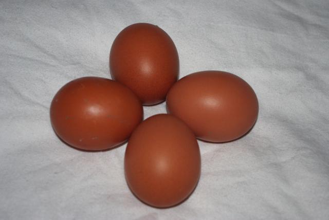 18074_chicken_barnevelder_eggs.jpg