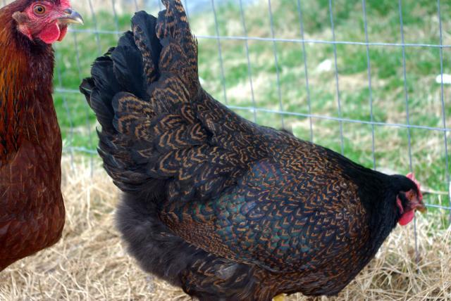 18074_chicken_barnevelderlace.jpg