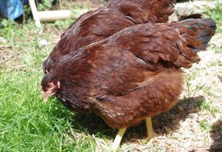 18074_chicken_buckeyehens.jpg