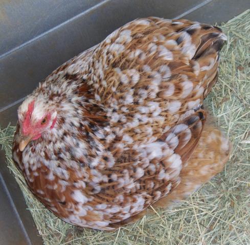 18946_kim_pullets_fernando_003.jpg