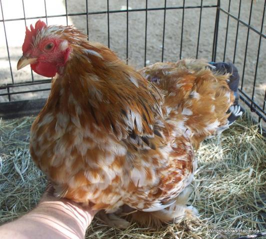 18946_mfc_cockerel_97_breeder_hens_14_16_001.jpg